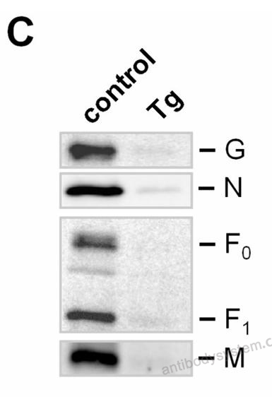 Western Blot for Anti-Nipah virus/HeV F/Fusion glycoprotein F0 Polyclonal Antibody ?>