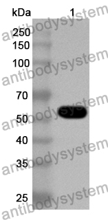 Anti-ASFV I267L Polyclonal Antibody