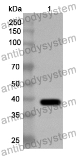 Anti-ASFV F317L Polyclonal Antibody