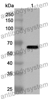 Anti-CSFV NS5A Polyclonal Antibody