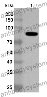 Anti-CSFV NS5B Polyclonal Antibody