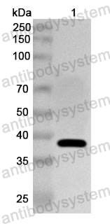 Anti-CSFV E(rns)/gp44/48 Polyclonal Antibody