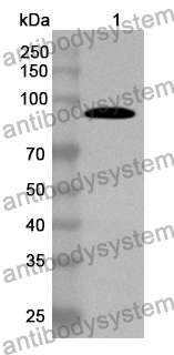 Anti-ASFV F778R Polyclonal Antibody