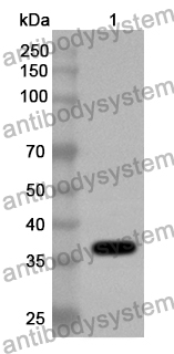 Anti-ASFV B169L Polyclonal Antibody