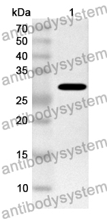 Anti-ASFV 9GL/pB119L/P14 Polyclonal Antibody