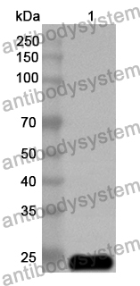 Anti-ASFV B117L Polyclonal Antibody