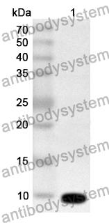 Anti-CSFV NS4A Polyclonal Antibody