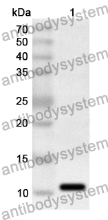 Anti-ASFV EP84R Polyclonal Antibody