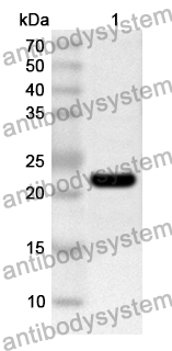 Anti-ASFV EP84R Polyclonal Antibody