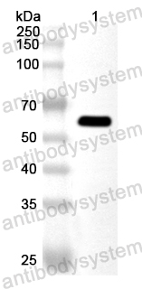 Anti-HPV18 L1/Major capsid protein L1 Polyclonal Antibody