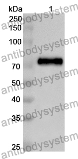 Anti-Monkeypox virus/MPXV C18L Polyclonal Antibody