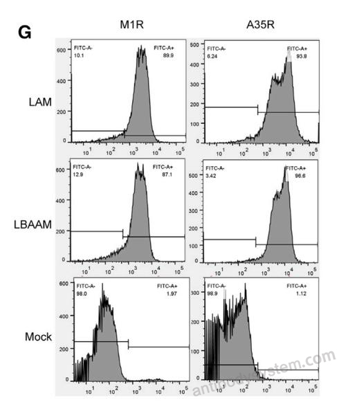 Flow Cytometry for Anti-Monkeypox virus/MPXV A35R Polyclonal Antibody ?>