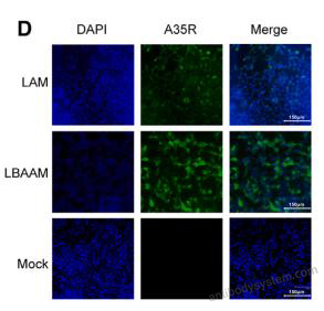 Immunofluorescence for Anti-Monkeypox virus/MPXV A35R Polyclonal Antibody ?>