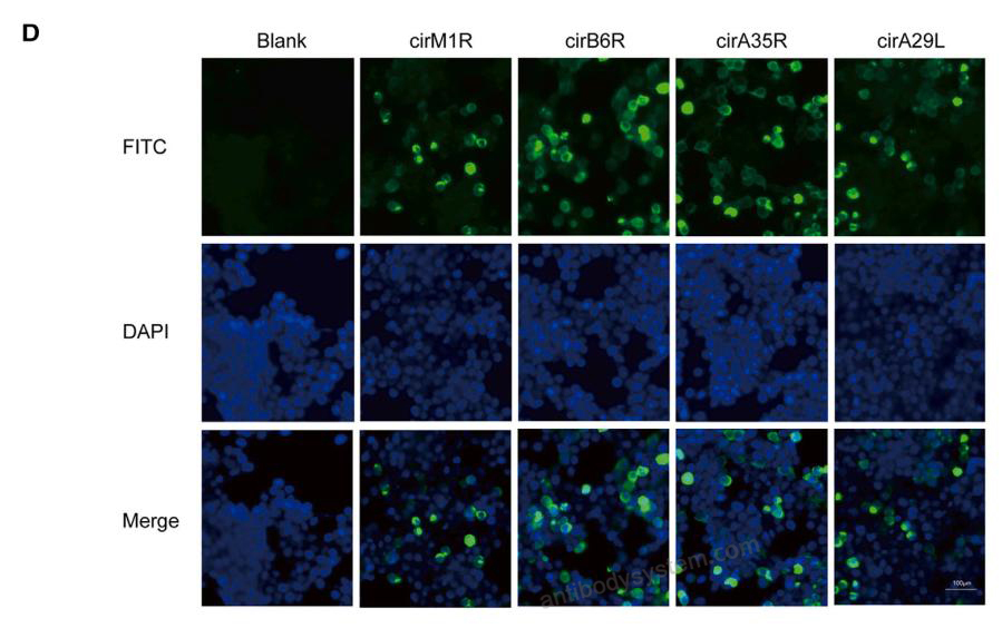 Immunofluorescence for Anti-Monkeypox virus/MPXV A35R Polyclonal Antibody ?>