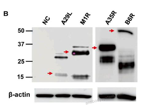 Western Blot for Anti-Monkeypox virus/MPXV A35R Polyclonal Antibody ?>