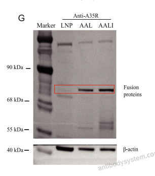 Western Blot for Anti-Monkeypox virus/MPXV A35R Polyclonal Antibody ?>