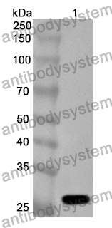 Anti-BVDV E2 glycoprotein Polyclonal Antibody