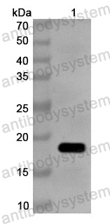 Anti-BVDV NS3/p80 Polyclonal Antibody