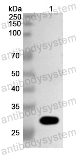 Anti-BVDV E(rns)/gp44/48 Polyclonal Antibody