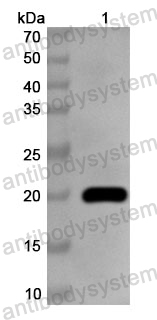 Anti-BVDV Glycoprotein E1/gp33 Polyclonal Antibody