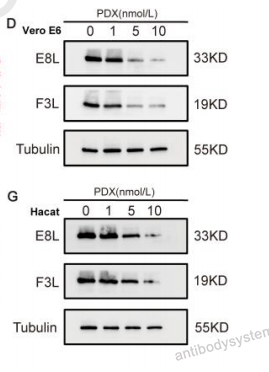Western Blot for Anti-Monkeypox virus/MPXV F3L Polyclonal Antibody ?>