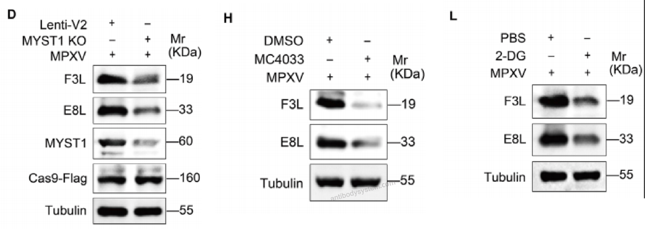 Western Blot for Anti-Monkeypox virus/MPXV F3L Polyclonal Antibody ?>