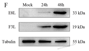 Western Blot for Anti-Monkeypox virus/MPXV F3L Polyclonal Antibody ?>