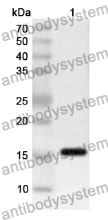 Anti-ASFV p54/pE183L Polyclonal Antibody