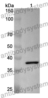 Anti-Monkeypox virus/MPXV I1L Polyclonal Antibody