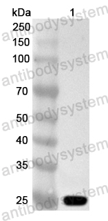 Anti-FMDV Capsid protein VP1 Polyclonal Antibody