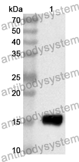 Anti-Vaccinia virus/VACV A28L Polyclonal Antibody