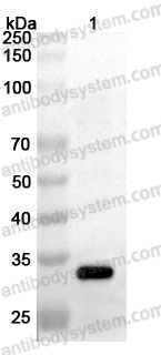 Anti-MPOX A5L Polyclonal Antibody