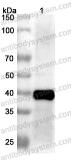 Anti-Mojiang virus/MojV F/Fusion glycoprotein F0 Polyclonal Antibody