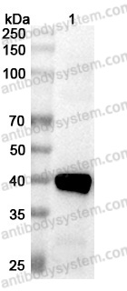 Anti-Langya virus/LayV F/Fusion protein Polyclonal Antibody