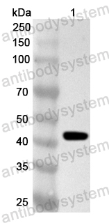 Anti-Nipah henipavirus M/Matrix protein Polyclonal Antibody