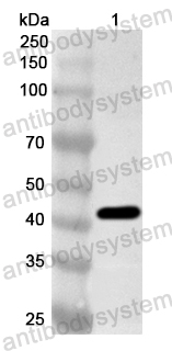 Anti-Nipah virus M/Protein M Polyclonal Antibody