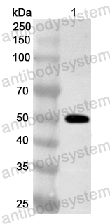 Anti-DENV-2 Envelope protein E Polyclonal Antibody