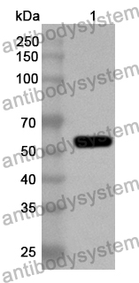 Anti-EV71 VP0/Capsid protein VP0 Polyclonal Antibody