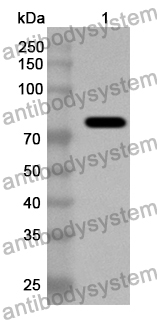 Anti-EV71 Protease 3C Polyclonal Antibody