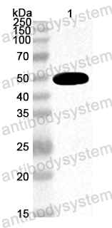 Anti-CA10 VP1/P1D Polyclonal Antibody