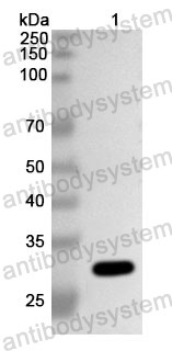 Anti-HSV-1/HHV-1 gD Polyclonal Antibody