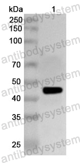 Anti-HSV-1/HHV-1 gE Polyclonal Antibody