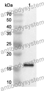 Anti-MPXV A42R/Profilin Polyclonal Antibody