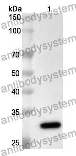 Anti-SARS-CoV-2 ORF10 Polyclonal Antibody