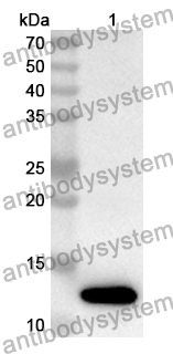 Anti-SARS-CoV-2 ORF9b Polyclonal Antibody