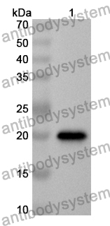 Anti-SARS-CoV-2 ORF3a Polyclonal Antibody