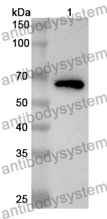 Anti-Bacteriophage T4 DNA ligase/30 Polyclonal Antibody