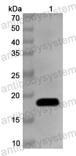 Anti-MARV VP30/Minor nucleoprotein VP30 Polyclonal Antibody