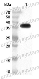 Anti-DENV-3 Protein prM/prM Polyclonal Antibody