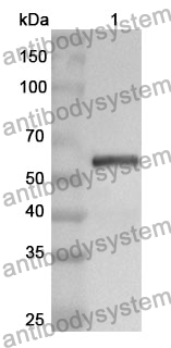 Anti-JEV NS1/Non-structural protein 1 Polyclonal Antibody